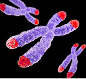The red ends show regions of telomeres in a chromosome (structure in the cell nucleus containing DNA, histone & nonhistone proteins)